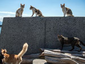 Berlibur di Maroko, Warga Inggris Meninggal Digigit Kucing Rabies