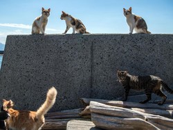 Berlibur di Maroko, Warga Inggris Meninggal Digigit Kucing Rabies