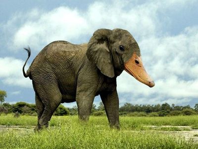 Deretan Hewan Hybrid Hasil Photoshop yang Kocak