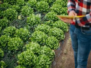 Selada Tak Perlu Lagi Ditanam di Masa Depan, Ini Alasannya