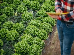Selada Tak Perlu Lagi Ditanam di Masa Depan, Ini Alasannya