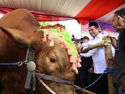 Mentan Klaim Upsus Siwab Sukses Tingkatkan Populasi Sapi Lokal