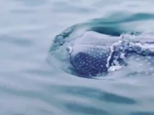 Gerombolan Ikan Hiu Tutul Berenang di Kepulauan Seribu