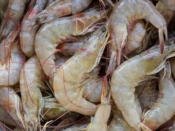 Grilled Prawn Garlic ala Chef Archie Prameswara