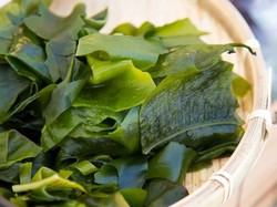 Rumput Laut Harapan Baru Masyarakat Desa Laluin