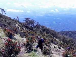 Pendaki Gunung Arjuno Hilang, Tim SAR Bergerak Mencari