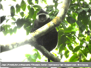 Ini Faktor yang Sebabkan Populasi Primata Endemik Mentawai Menurun