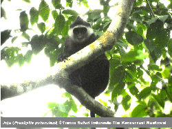 Ini Faktor yang Sebabkan Populasi Primata Endemik Mentawai Menurun