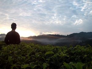 Perjalanan Mencari Jamur Menyala di Balik Kabut Halimun