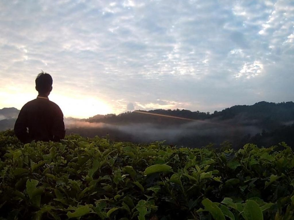 Perjalanan Mencari Jamur Menyala di Balik Kabut Halimun Perjalanan Mencari Jamur Menyala di Balik Kabut Halimun