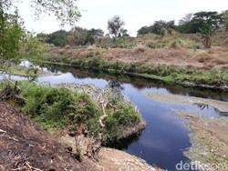 Melihat Pencemaran Parah di Bengawan Solo