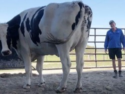 Sapi Raksasa di Australia Ini Tidak Jadi Dipotong karena Terlalu Besar