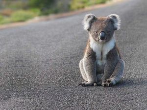 Lebih Separuh Hewan Vertebrata Telah Punah