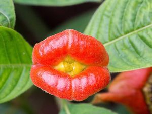 Bibir Pelacur hingga Jari Iblis, Ini Tumbuhan Bentuk Anggota Tubuh Manusia