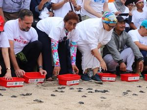 Momen Menteri Susi saat Lepas Anak Penyu di Bali