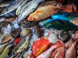 Makan Ikan Biar Pintar, Kalau Ikan Mengandung Plastik Bagaimana?