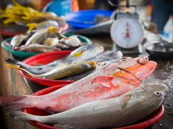Amankah Makan Ikan dari Laut Jakarta yang Tercemar Paracetamol?
