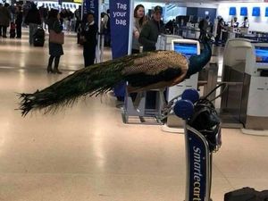 Beragam Hewan yang Dibawa Penumpang Supaya Tak Cemas Naik Pesawat