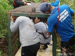 Tim Pasang Perangkap di Lokasi Harimau Serang 4 Sapi di Riau