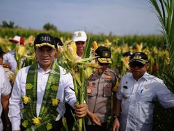 Meski Impor, Mentan Klaim RI Berhasil Swasembada Beras