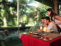 Mau Coba Makan Ditemani Harimau Putih? Yuk ke Taman Safari Prigen