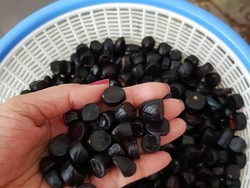 Ini Kabau, Jengkol Mini Oleh-Oleh Bambang Trihatmojo Untuk Mayangsari