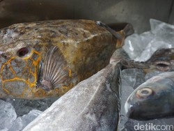 Kudu-kudu, Si Ikan Khas Makassar yang Seram tapi Berdaging Lembut