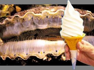 Dari Es Krim Sirip Hiu, Ini 7 Kreasi Es Krim Unik di Jepang