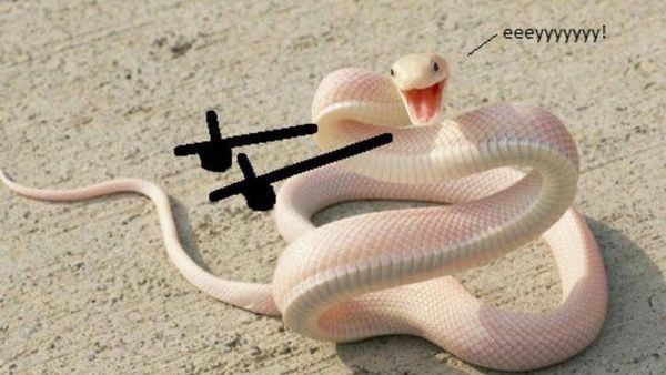 Lucunya Ular-ular Ini Jika Punya Tangan