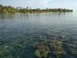 Tak Perlu Snorkeling untuk Lihat Terumbu Karang di Karimunjawa