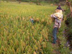 Setelah Koreksi Data Beras