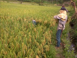 Setelah Koreksi Data Beras