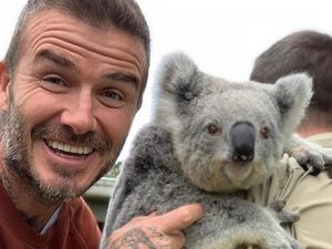Saat David Beckham Mesra-mesraan dengan Koala Saat David Beckham Mesra-mesraan dengan Koala