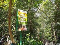 Kisah Nelayan di Bali yang Hidup dari Mangrove