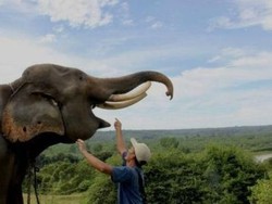 WWF: Keanekaragaman Alam Hilang Besar-besaran karena Konsumsi Manusia