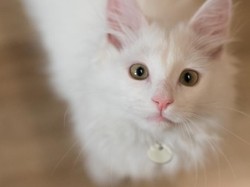 Lucu! Karena Lapar Kucing Ini Intip Sang Pemilik Saat Masak