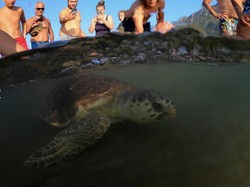 Aksi Heroik YouTuber Bantu Penyu Kembali ke Laut