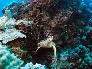 Palau Jadi Negara Pertama di Dunia yang Larang Penggunaan Tabir Surya