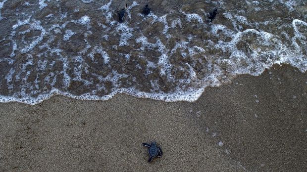 This picture taken on October 18, 2018 shows newborn green turtles heading to the sea after being released from a protected area on Thameehla Island. - Peril plagues the young life of a baby turtle in Myanmar; if the crabs don't get them before they scramble from the beach to the sea, poachers or fishing trawlers may do - while habitat destruction also decimates their numbers. Myanmar's waters boast five of the world's seven sea turtle species, including the critically endangered hawksbill, the endangered green turtle as well as the olive ridley, leatherback and loggerhead turtles, all listed as vulnerable. (Photo by Ye Aung THU / AFP) / PHOTO ESSAY by Ye Aung THU