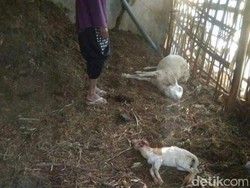 Ternak Diserang Predator, Warga: Masih Banyak Macan di Lawu