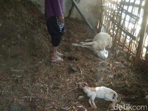 Ternak Diserang Predator, Warga: Masih Banyak Macan di Lawu Ternak Diserang Predator, Warga: Masih Banyak Macan di Lawu