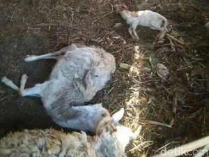 BKSDA: Ternak yang Mati di Lereng Lawu Diterkam Macan Tutul BKSDA: Ternak yang Mati di Lereng Lawu Diterkam Macan Tutul