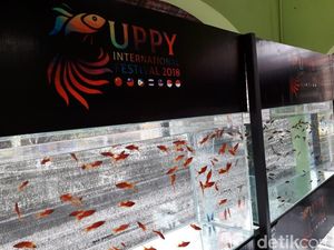 Yuk! Akhir Pekan Ini Nonton Kontes Ikan Guppy Internasional di Yogya Yuk! Akhir Pekan Ini Nonton Kontes Ikan Guppy Internasional di Yogya