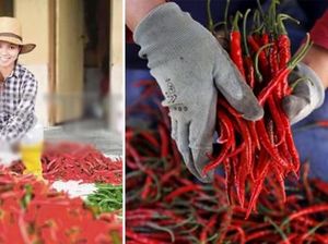 Keren! Single Mom Ini Raih Penghasilan Rp 100 Juta Dari Jual Cabai Keren! Single Mom Ini Raih Penghasilan Rp 100 Juta Dari Jual Cabai