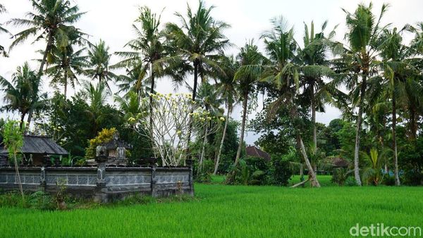 Foto: Kesejukan Desa Wisata Nyambu yang Instagramable