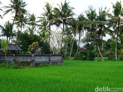 Foto: Kesejukan Desa Wisata Nyambu yang Instagramable