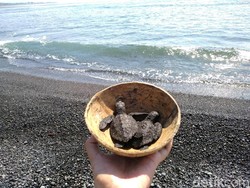 Kisah Penyelamatan Penyu dari Pantai Saba di Bali Kisah Penyelamatan Penyu dari Pantai Saba di Bali