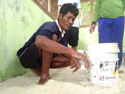 Mattobiin, Pemburu Telur Penyu untuk Konservasi di Karimunjawa