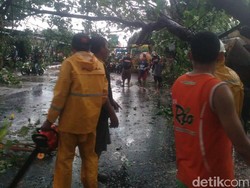 Angin Kencang Terjang 4 Desa di Blora, Banyak Pohon Tumbang