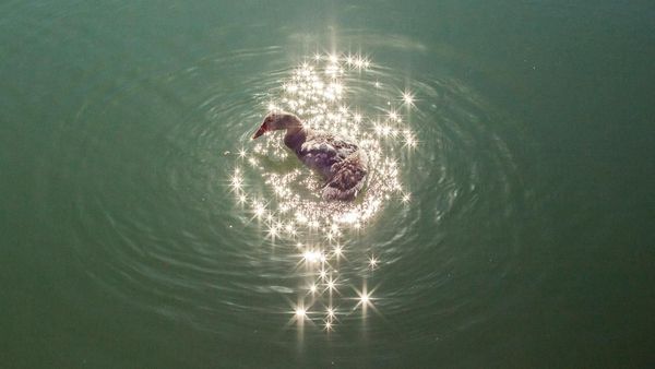 Menarik! Deretan Foto Dijepret dengan Angle dan Momen Pas